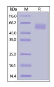 SDS-PAGE (CEACAM8-3233H).jpg